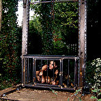 Pic of  : | Spanking | : Free video gallery : House of Taboo - abused,amateur,Asphyxiaphilia,ass,B&D,B/D, babes,ball,ball gag,ball gagged,ball-gag,ballgagged,bd,bdsm,bdsm Blindfolds,bdsm bondage,bdsm torture,bedroom bondage,big,bitgag,bizarre,black,black bdsm