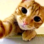 Pic of Plezi: As 21 melhores selfies do mundo animal