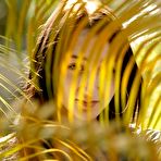 Pic of Zishy Carmen Rae