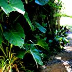 Pic of Asian cutie with a tight wet pussy japanese girl sex porn pics horny