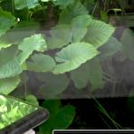 Pic of Pussy Power Video - The Pornstar