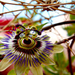 Pic of Clarice in Rylsky Art set Passionflower  . Clarice 