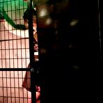 Pic of Dom-Team | Emily is parked in the standing cage