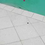 Pic of REALITY KINGS - Petite Brunette Teen Avery Brooks Rides JMac's Big Cock As Her Juicy Ass Bounces - Petite Deepthroat - EPORNER